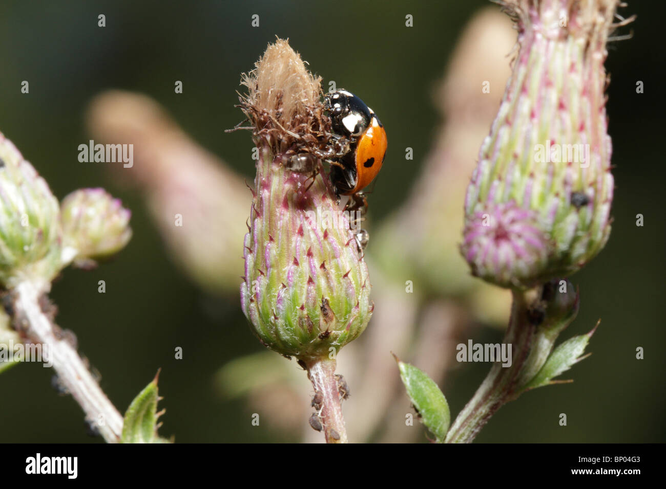 Sette-spotted lady beetle, attaccato da Nero Garden formiche (Lasius niger) su un thistle. Le formiche proteggono i loro afidi. Foto Stock