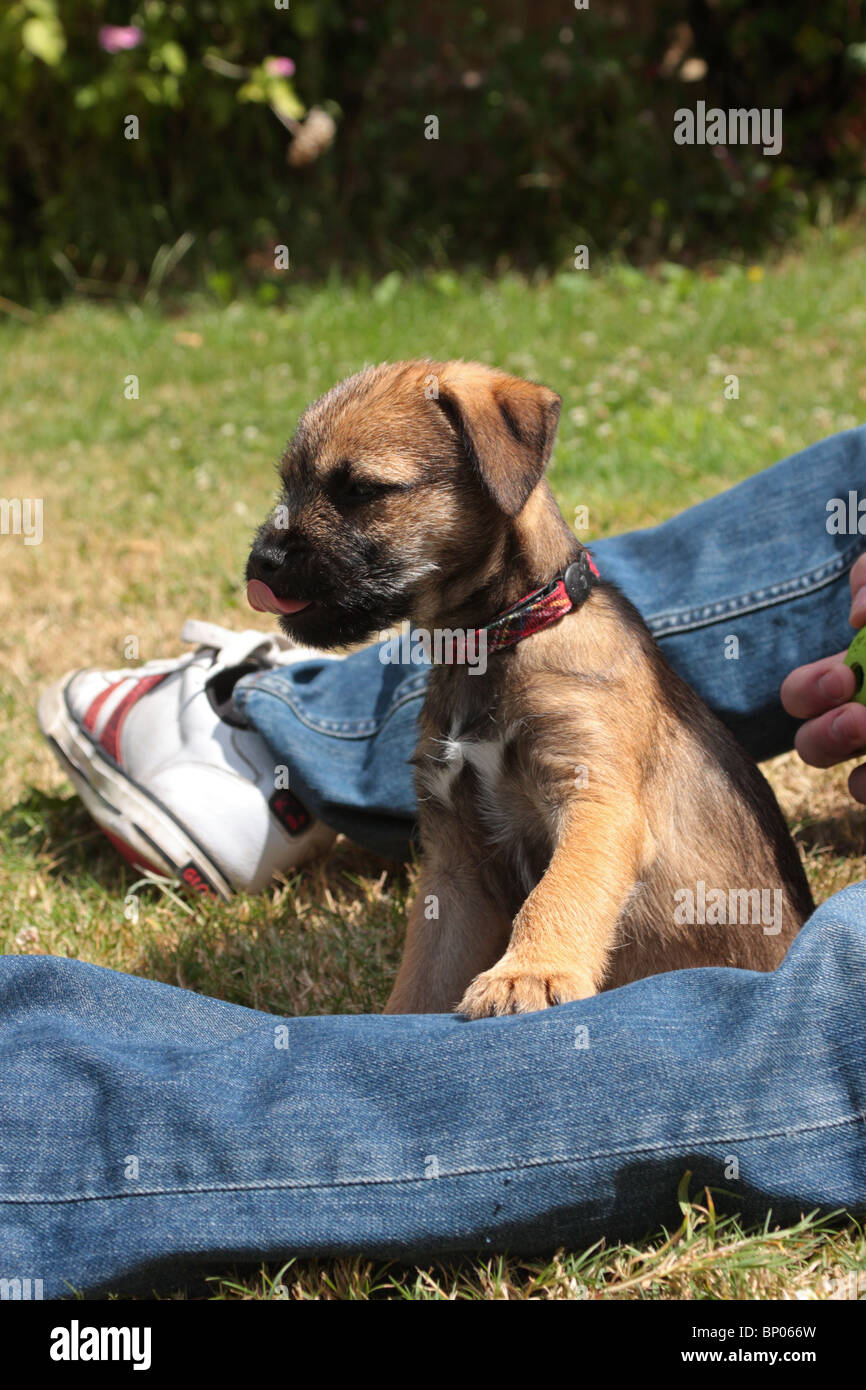 Border Terrier cucciolo Foto Stock