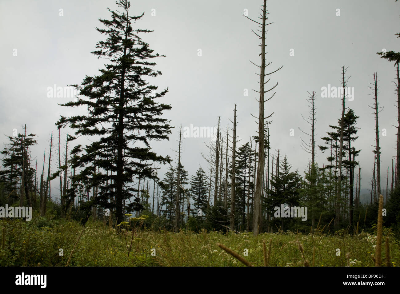 Dead Fraser abeti, fiori selvatici, Clingmans Dome area, Parco Nazionale di Great Smoky Mountains Foto Stock