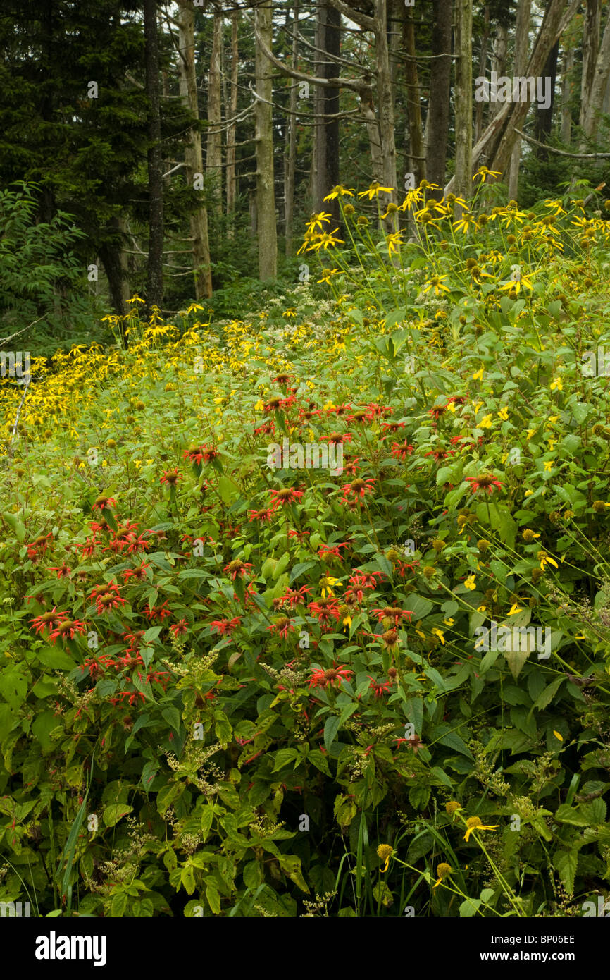 Dead Fraser abeti, fiori selvatici, Clingmans Dome area, Parco Nazionale di Great Smoky Mountains Foto Stock