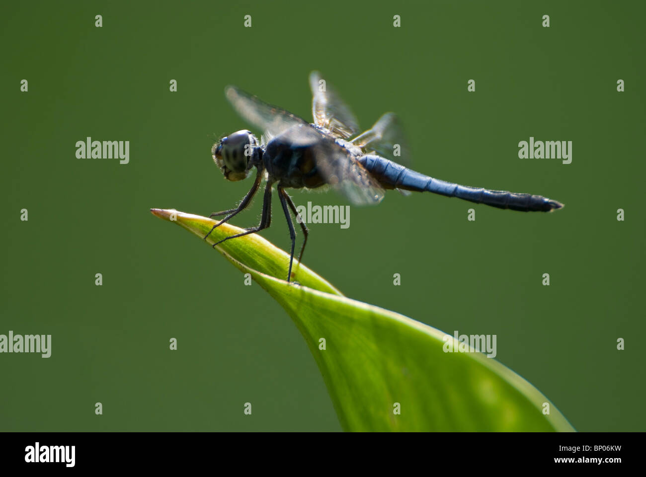 In prossimità di una libellula in appoggio sulla punta di un impianto. Foto Stock