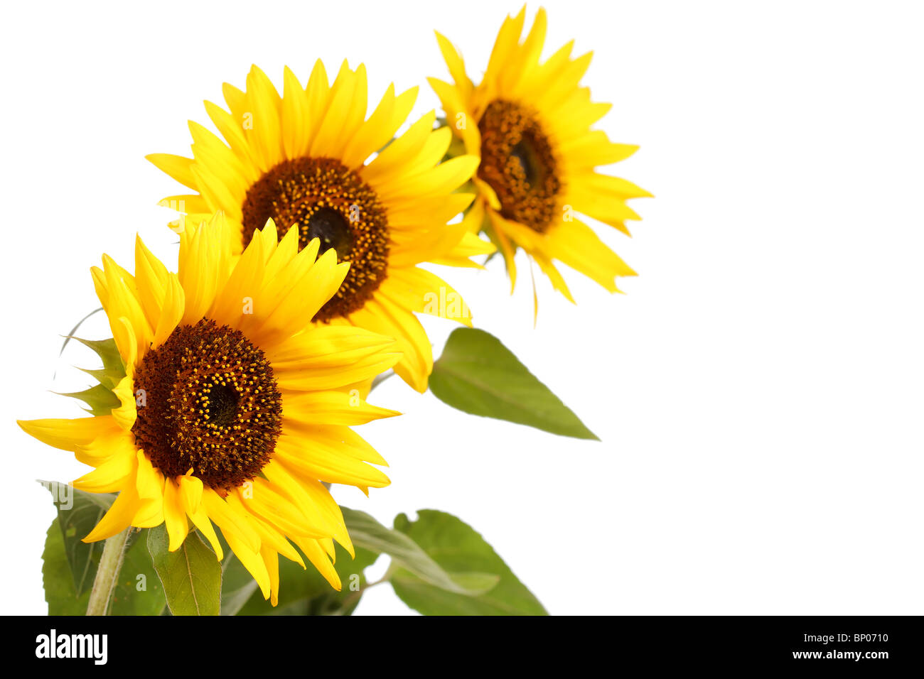 Bella girasoli Foto Stock