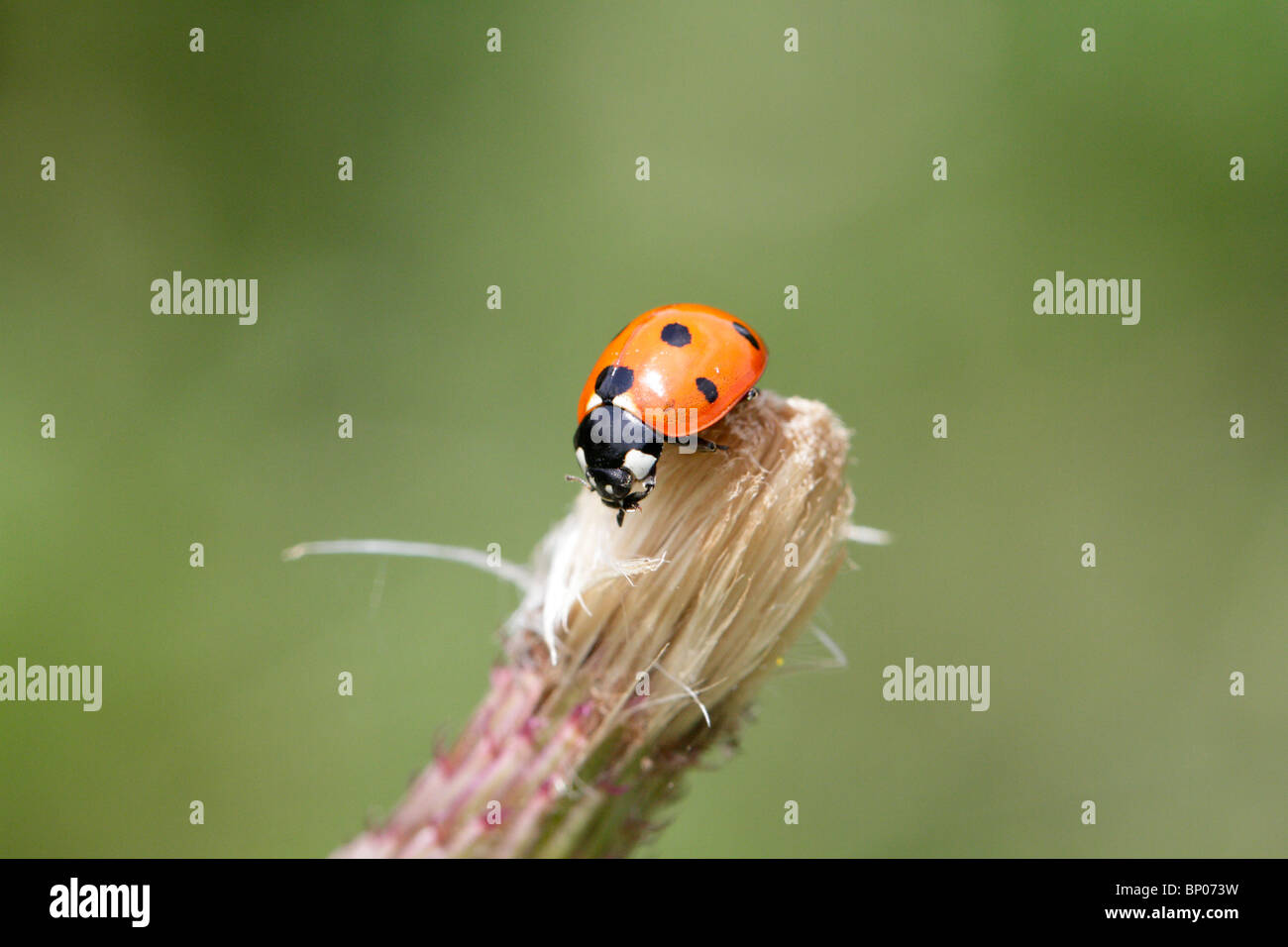 Sette-spotted ladybeetle, Coccinella septempunctata Foto Stock