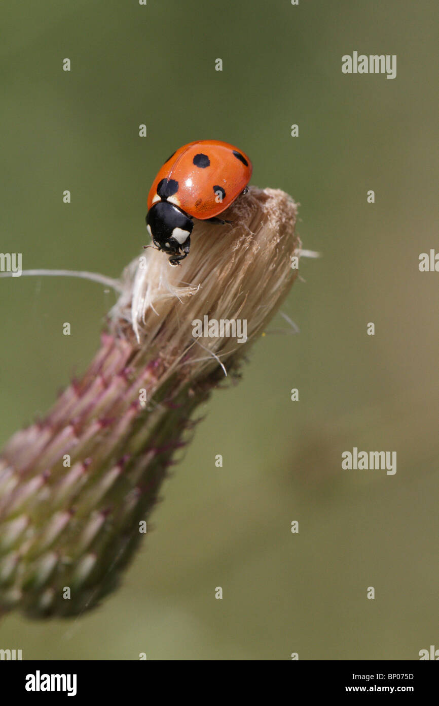 Sette-spotted ladybeetle, Coccinella septempunctata Foto Stock