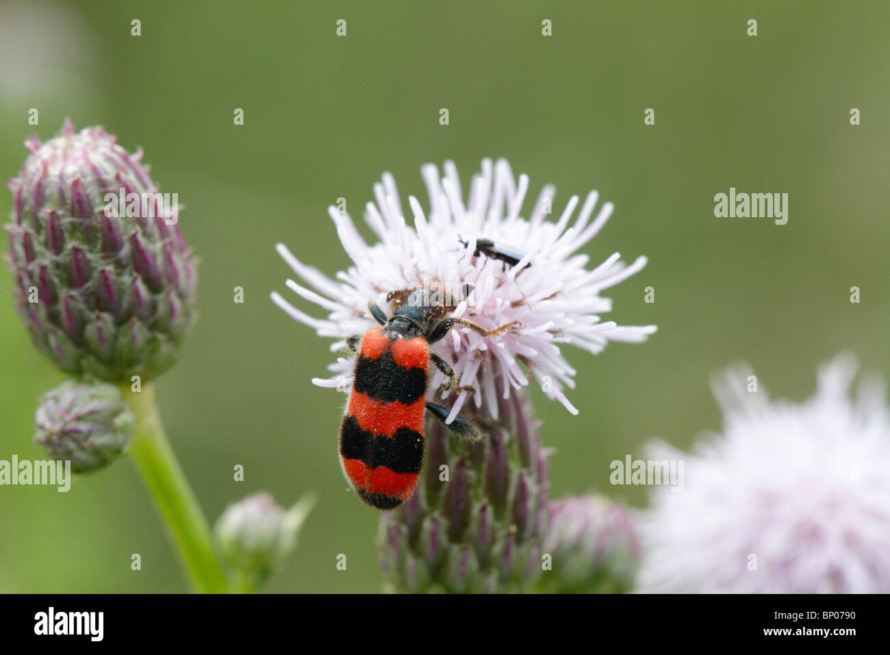 Bee beetle, Trichodes apiarius, su thistle Foto Stock