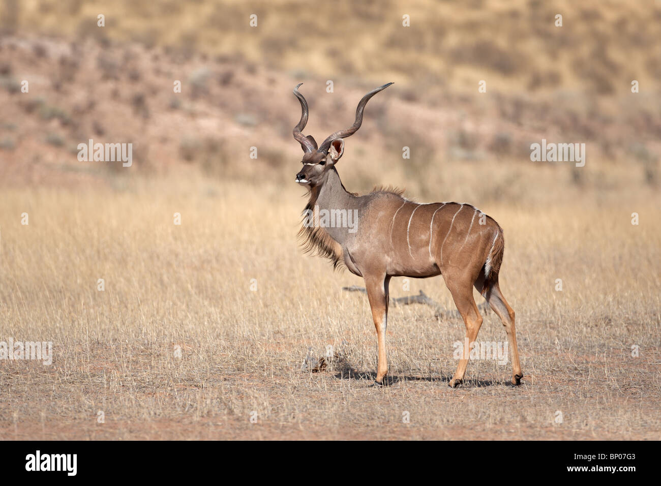 Un maschio grande Kudu antilope, (Tragelaphus strepsiceros), Kgalagadi Parco transfrontaliero, Sud Africa Foto Stock