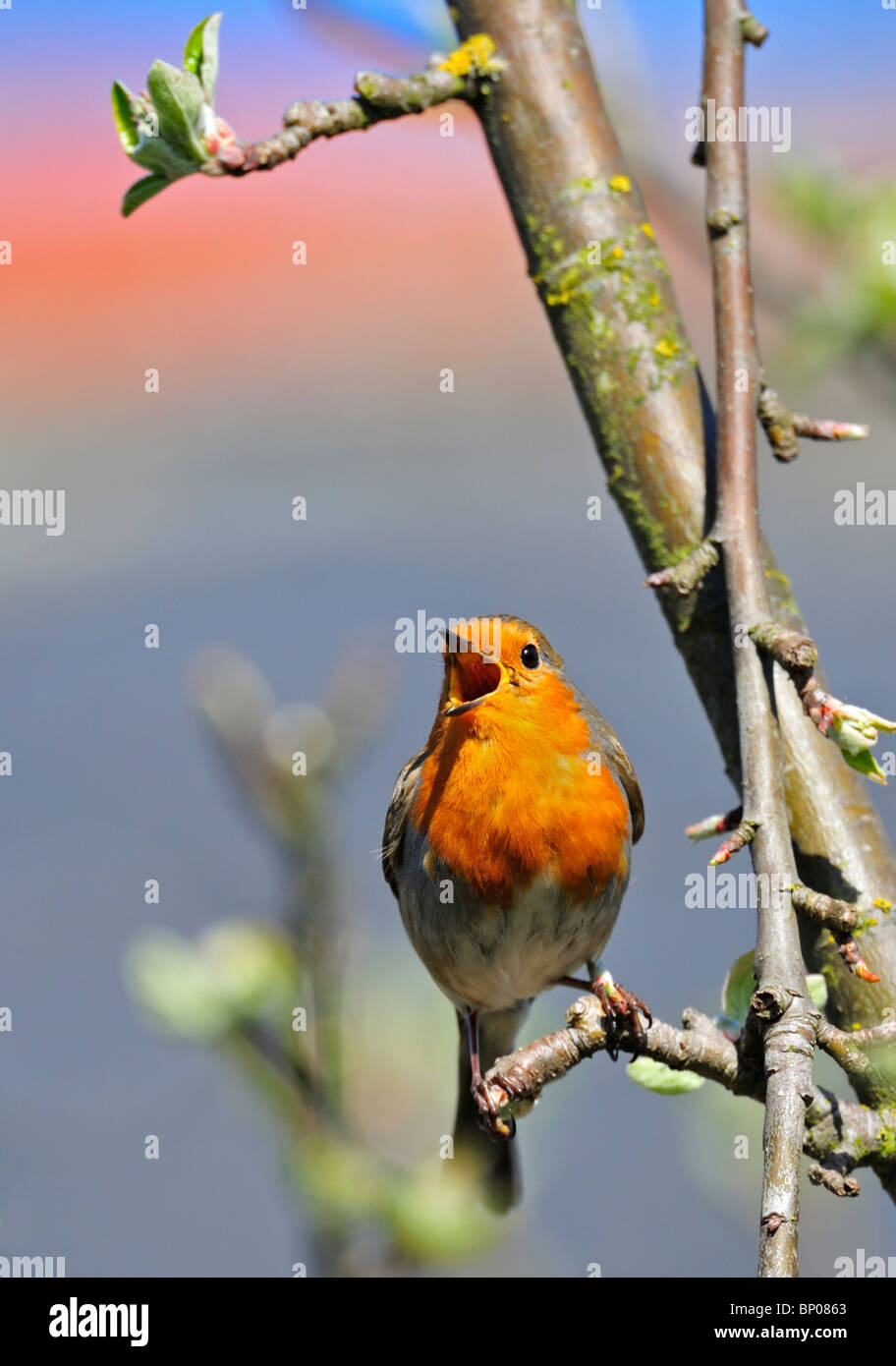 Unione Robin Erithacus rubecula in piena primavera sone da un albero di mele in giardino. Foto Stock Unione Robin Erithacus rubecula in piena primavera sone da un albero di mele in giardino. Foto Stock