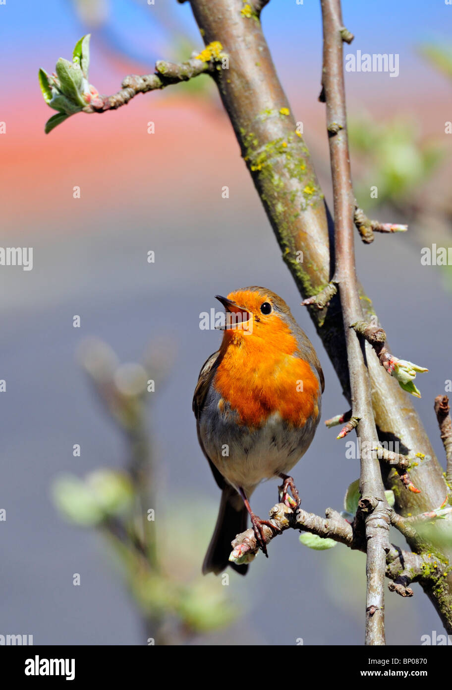 Unione Robin Erithacus rubecula in piena primavera sone da un albero di mele in giardino. Foto Stock Unione Robin Erithacus rubecula in piena primavera sone da un albero di mele in giardino. Foto Stock