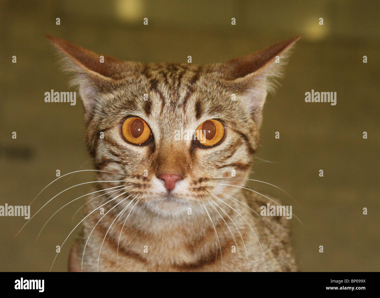 Un cioccolato apprensiva ocicat con bellissimi occhi arancio e baffi lunghi Foto Stock