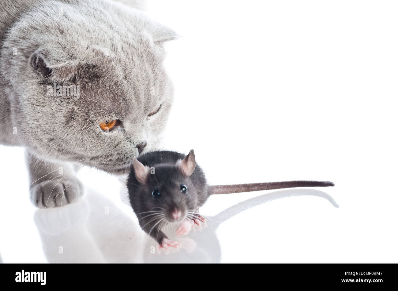 Gatto e topo giocare. Foto Stock