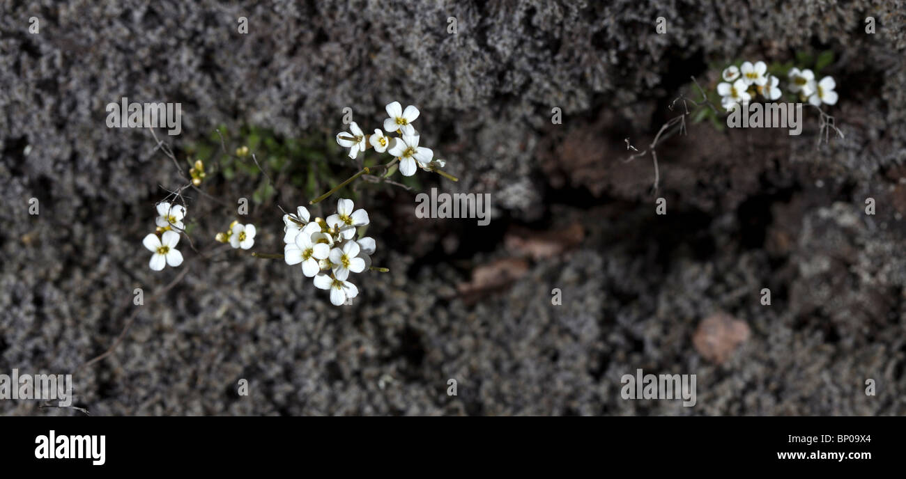 Fiori e Moss nella lava vicino a Hafnarfjordur, Islanda - Foto Stock