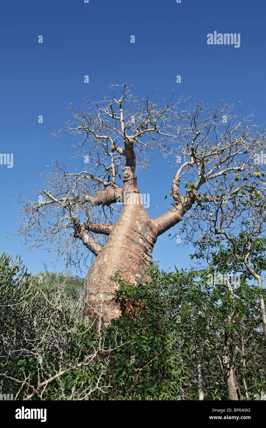 Endemico Baobab contro un chiaro e profondo cielo blu, Tsimanampetsotsa National Park, Atsimo-Andrefana, a sud-ovest del Madagascar Foto Stock