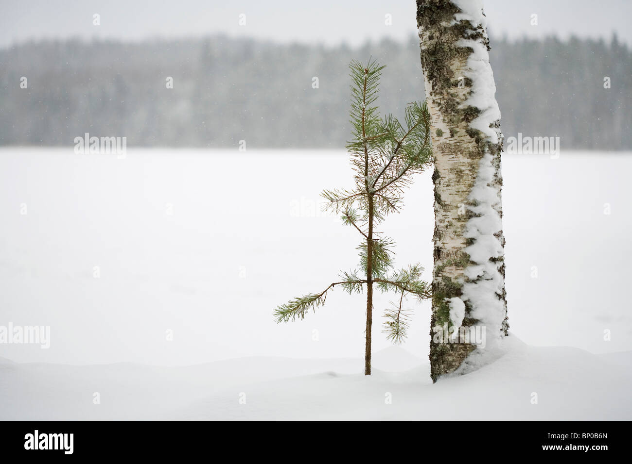 Due alberi insieme nel paesaggio invernale Foto Stock