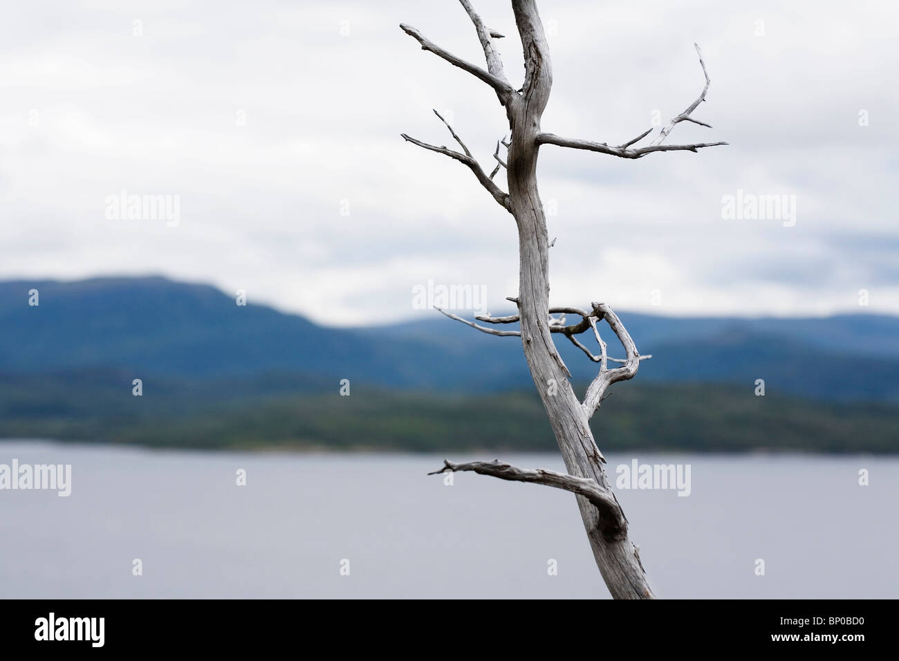 Essiccato l'argento ramo di albero da mare Foto Stock