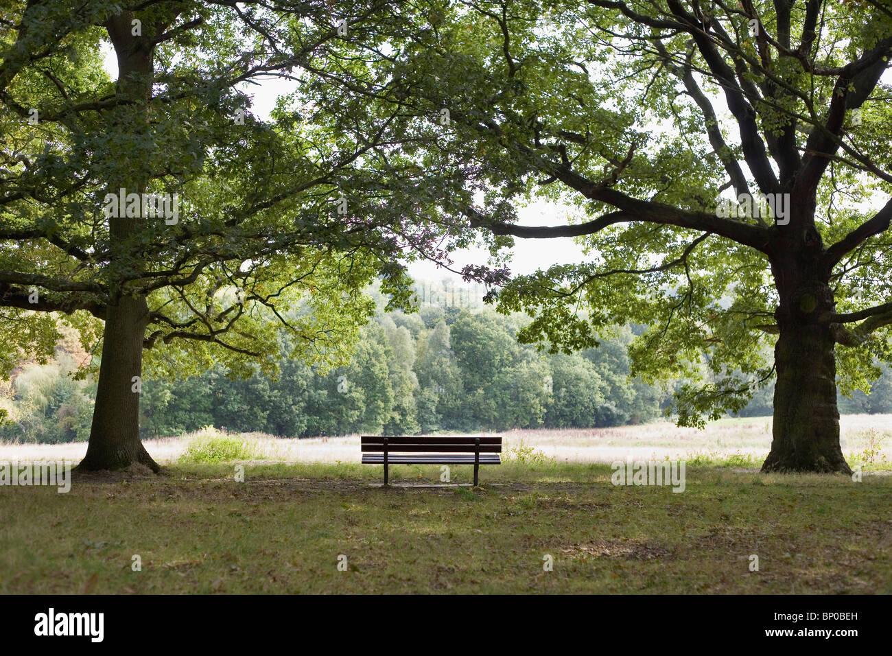 Una panchina nel parco sotto grandi alberi Foto Stock