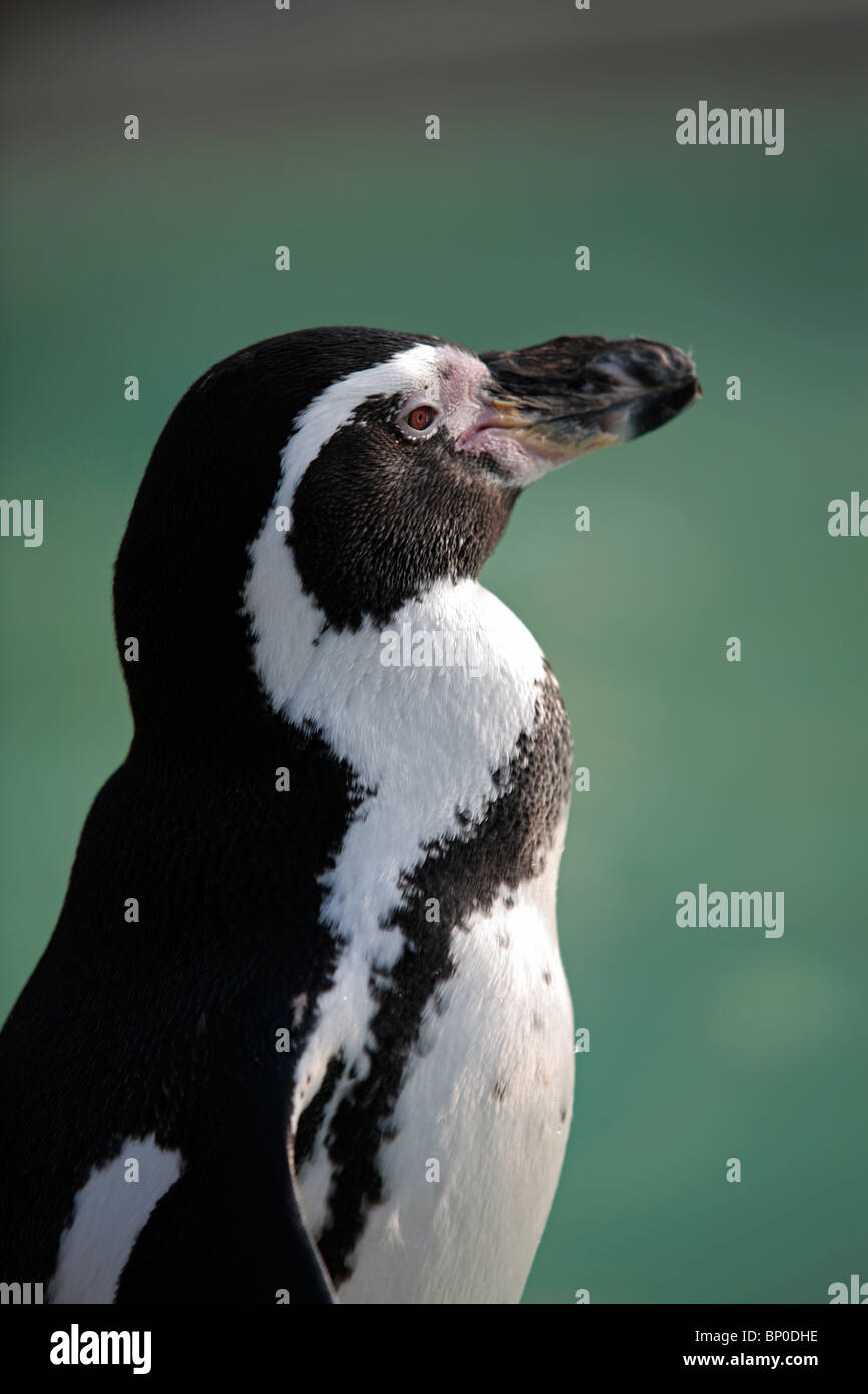 Inghilterra, nel Gloucestershire. O africano nero-footed (ex Jackass) pinguino al Cotswold Wildlife Park vicino a Burford. Foto Stock