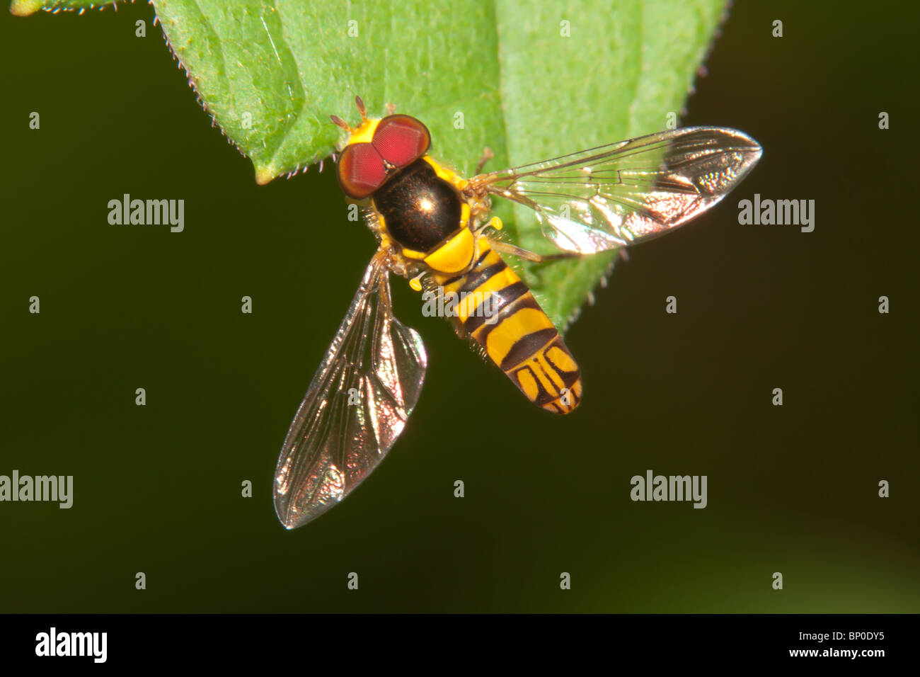 Flower Fly (Allograpta obliqua) - Maschio su una foglia Foto Stock