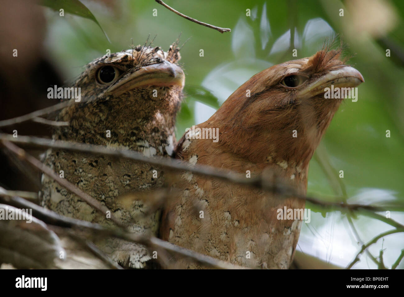 India India del Sud, Kerala. Coppia di Sri Lanka frogmouths appoggiato durante il giorno a Salim Ali Bird Sanctuary (sinistra maschio, femmina Foto Stock