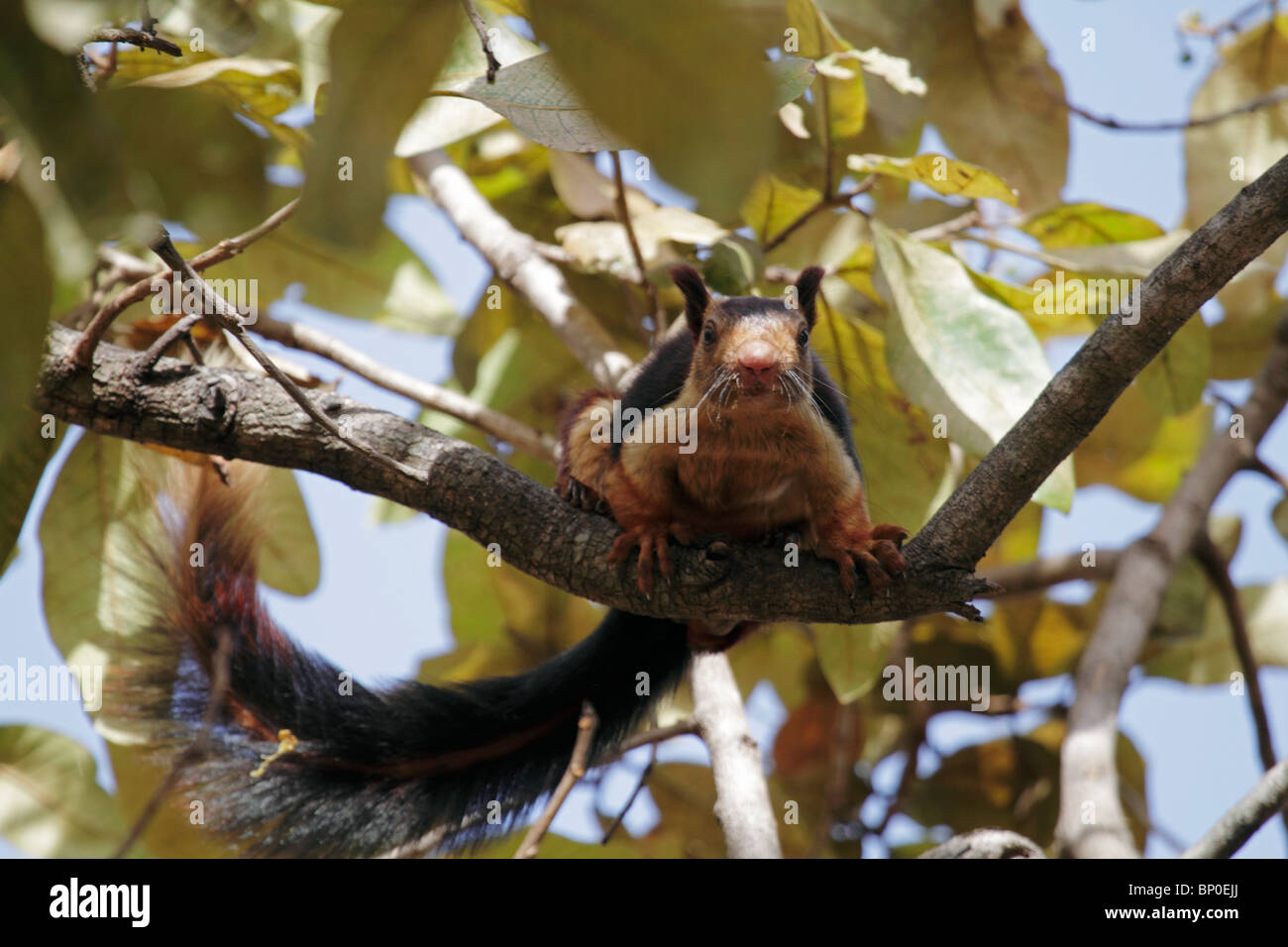 India, Madhya Pradesh, Satpura Parco Nazionale. Un gigante di Malabar scoiattolo orologi da un albero. Foto Stock