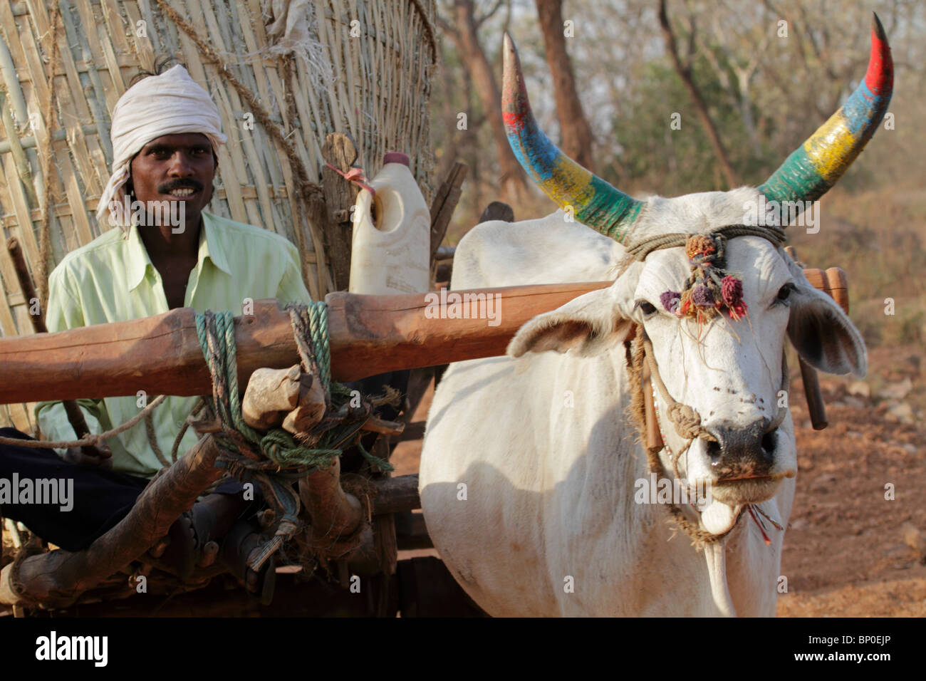 India, Madhya Pradesh. Un cocchio trainato da buoi che trasportano grano Satpura vicino Parco Nazionale. Foto Stock