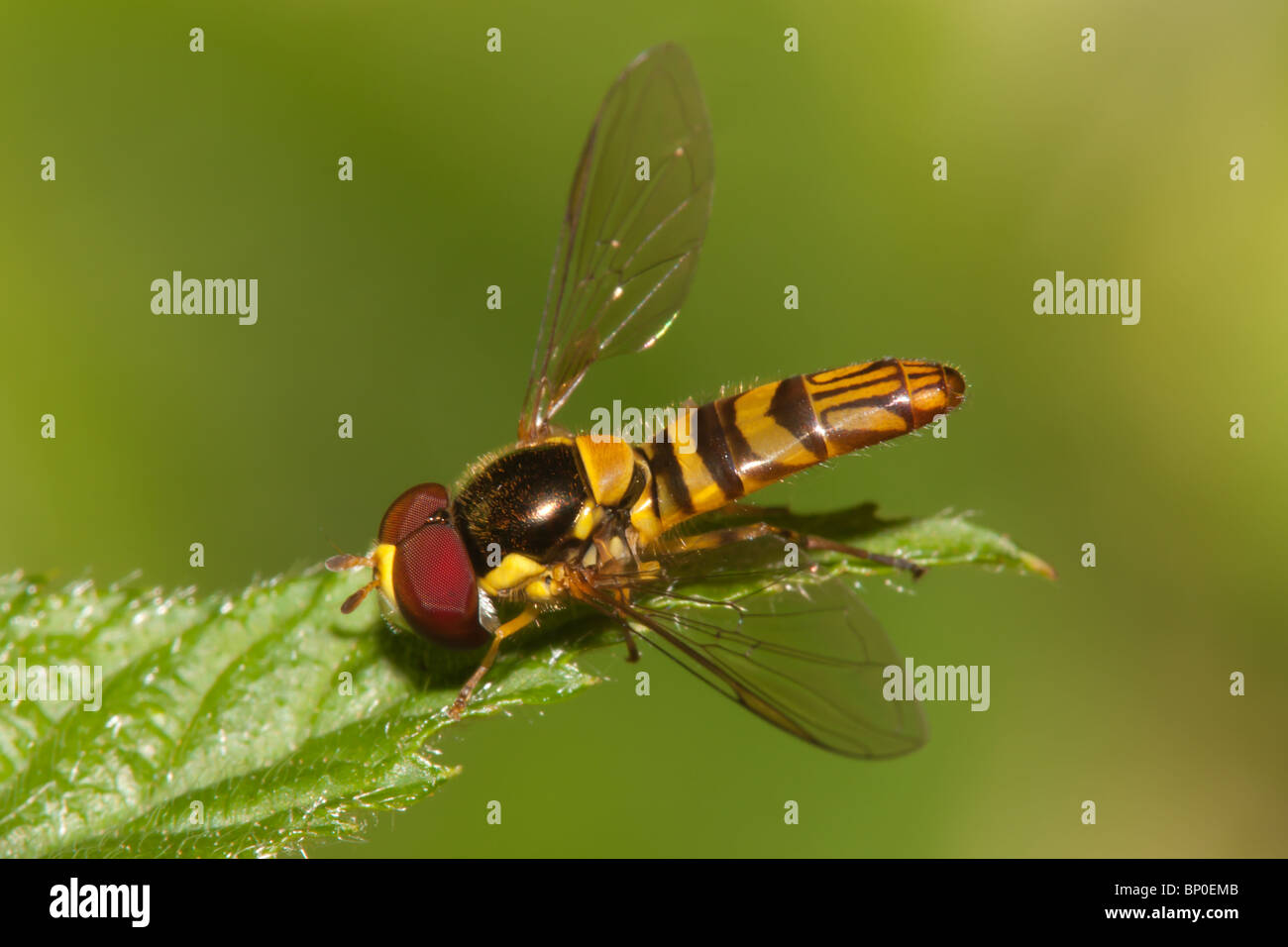 Flower Fly (Allograpta obliqua) - Maschio su una foglia Foto Stock