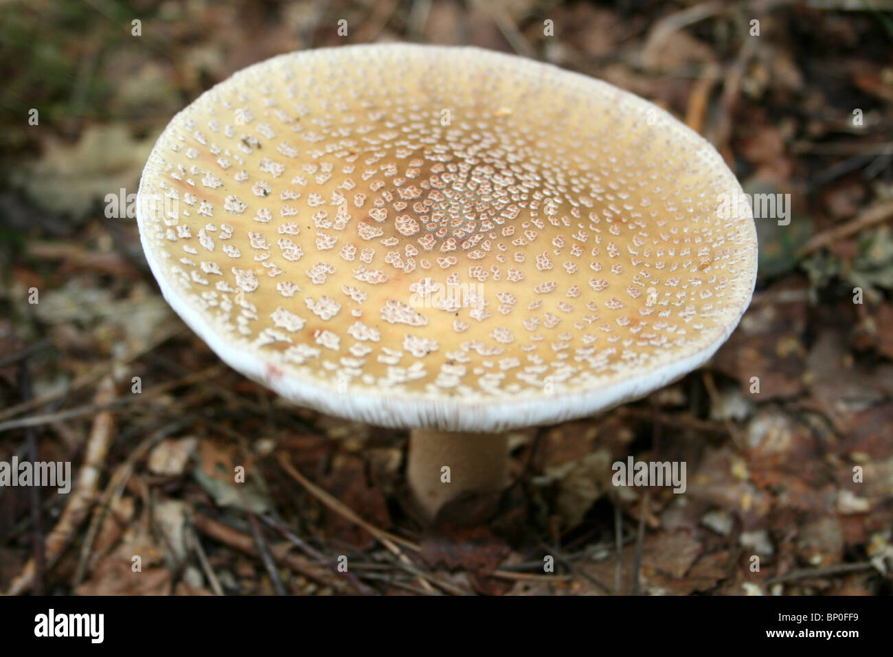 Il Blusher Amanita rubescens prese a duna Freshfield Heath, costa di Sefton, Regno Unito Foto Stock