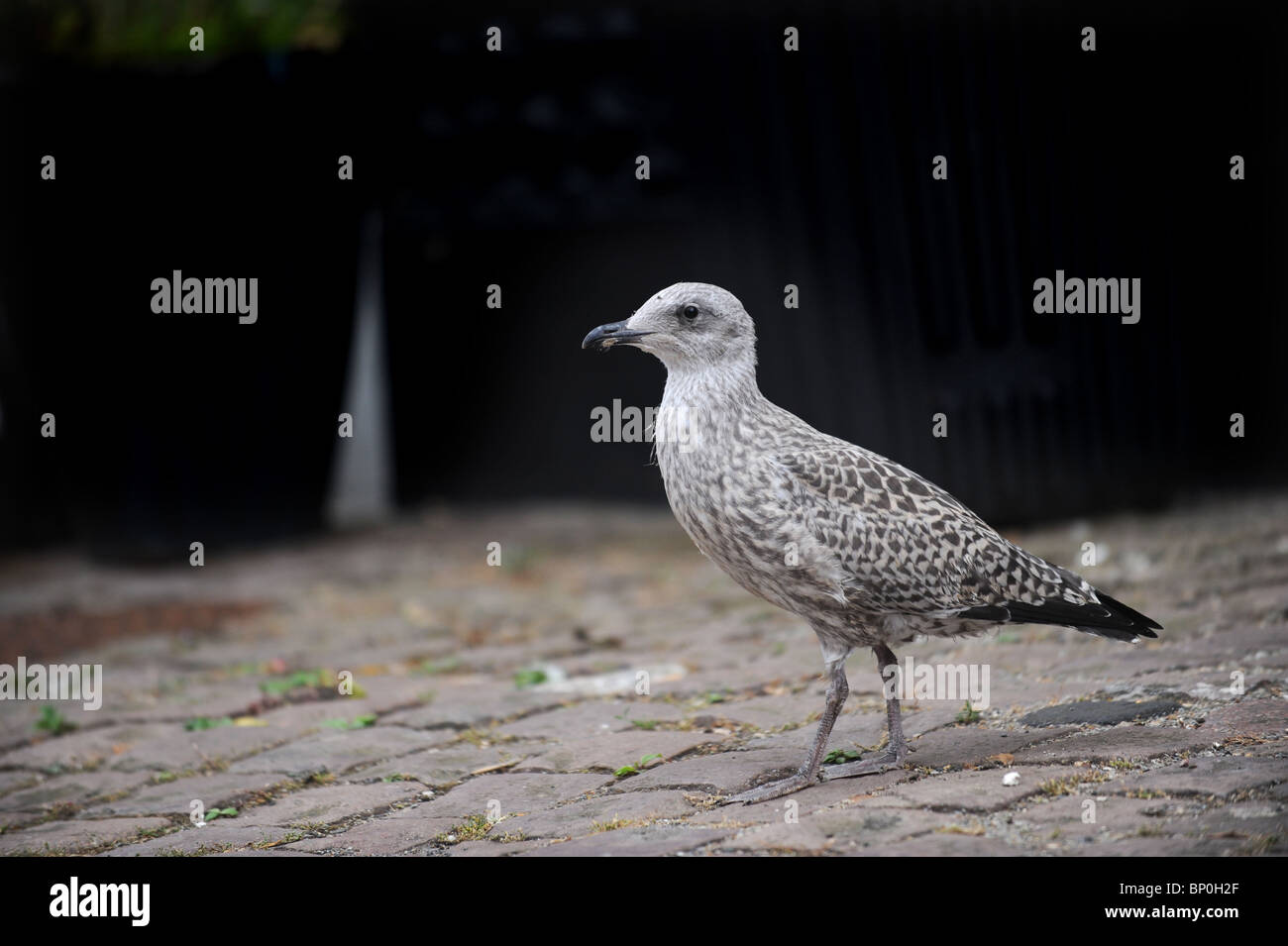 Un bambino seagull cammina su un percorso da giardino Foto Stock