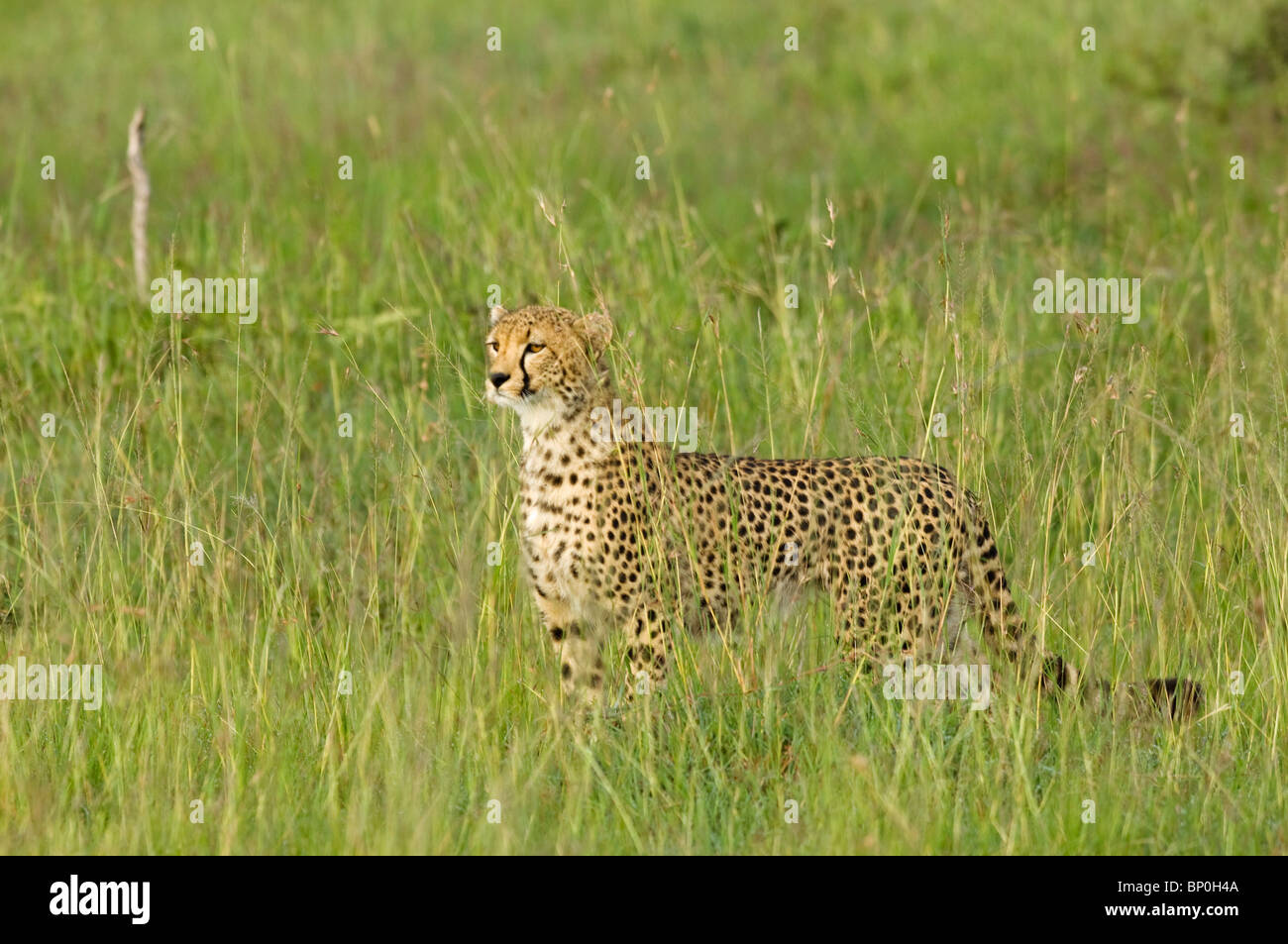 Kenia Masai Mara. Una femmina di ghepardo si affaccia sulla savana. Foto Stock