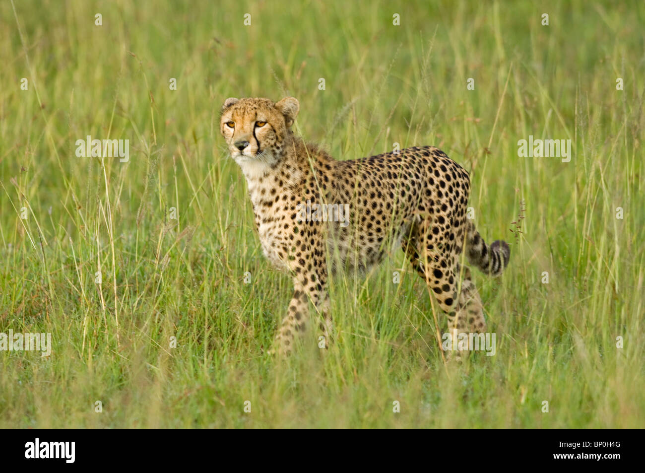 Kenia Masai Mara. Una femmina di ghepardo si affaccia sulla savana. Foto Stock