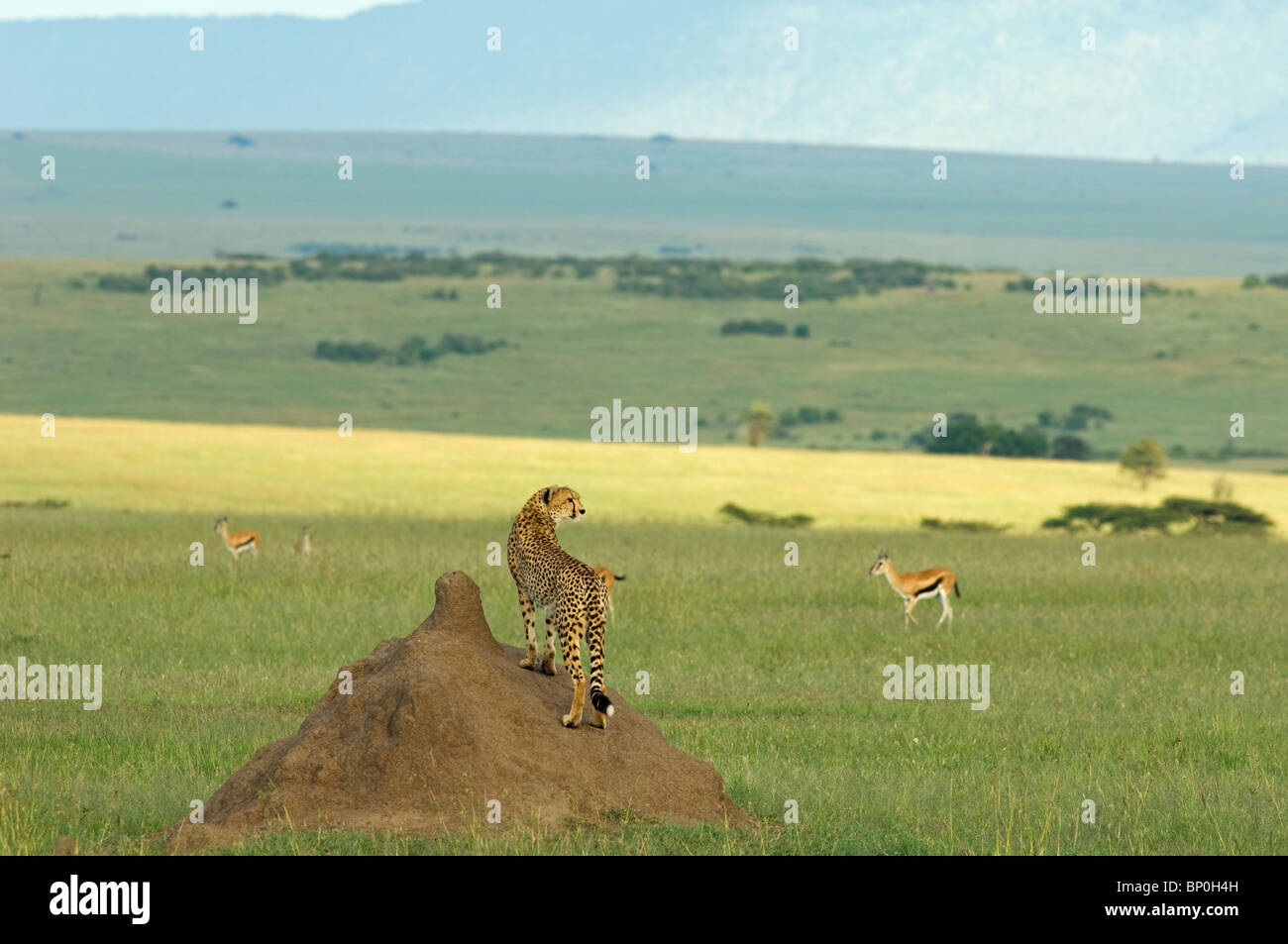 Kenia Masai Mara. Una femmina di ghepardo si affaccia sulla savana dal punto di vista di un tumulo termite. Foto Stock