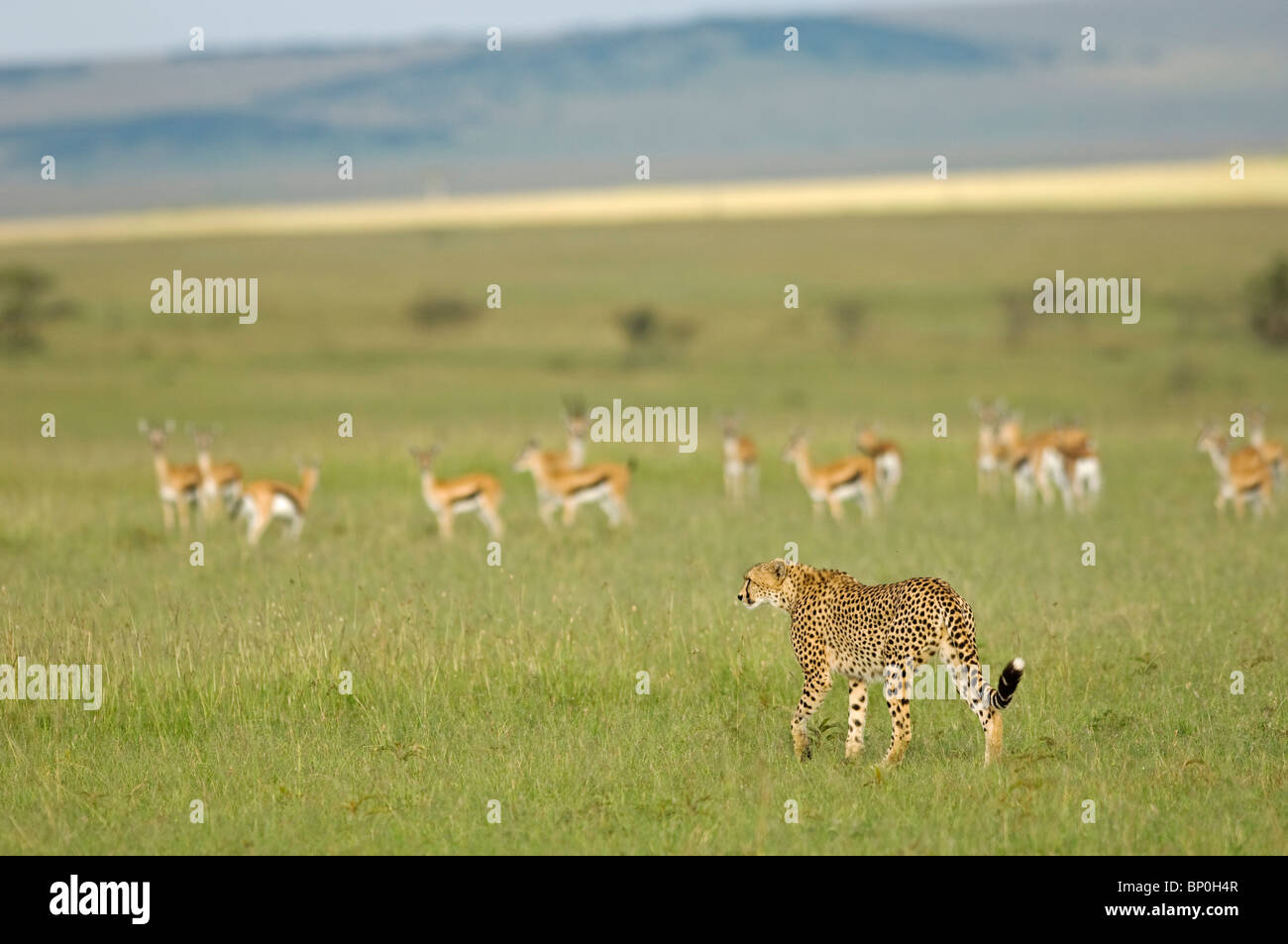 Kenia Masai Mara. Una femmina di ghepardo gambi di una mandria di Thomson gazzella sulla savana. Foto Stock