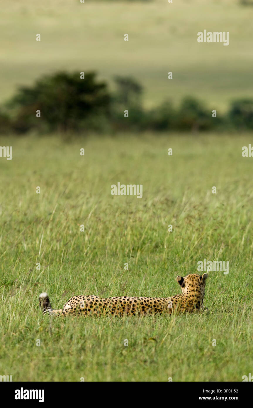 Kenia Masai Mara. Un ghepardo si affaccia sulla pianura. Foto Stock