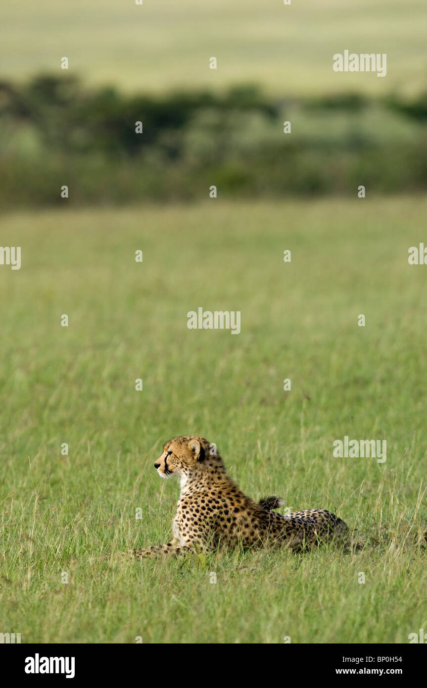 Kenia Masai Mara. Un ghepardo si affaccia sulla pianura. Foto Stock