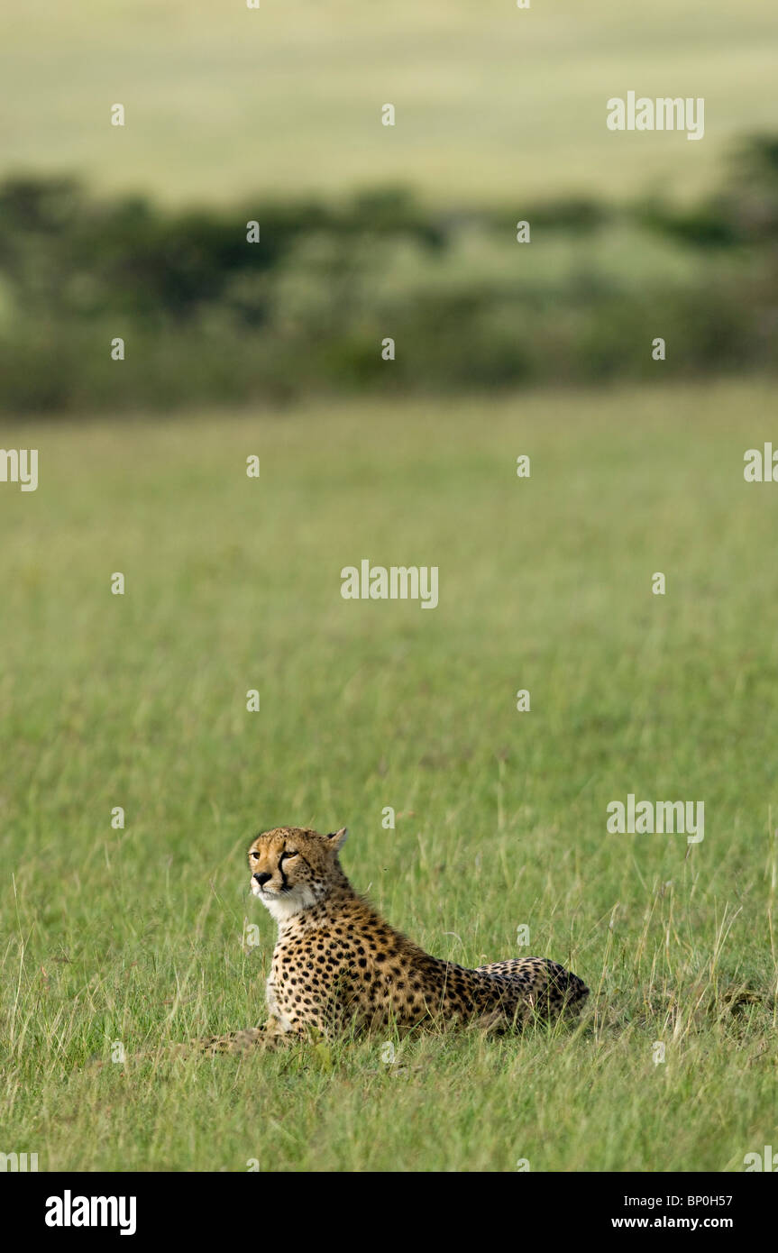 Kenia Masai Mara. Un ghepardo si affaccia sulla pianura. Foto Stock