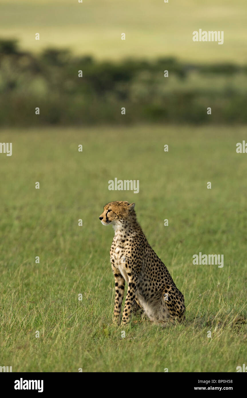 Kenia Masai Mara. Un ghepardo si affaccia sulla pianura. Foto Stock