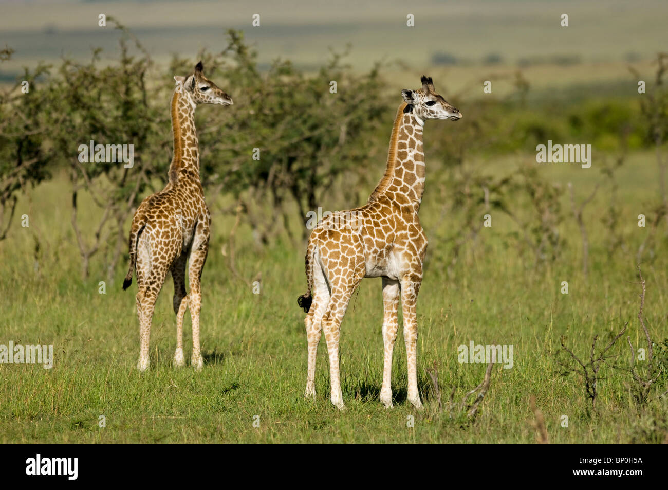Kenia Masai Mara. Due giovani Masai giraffe si affacciano sulle pianure. Foto Stock