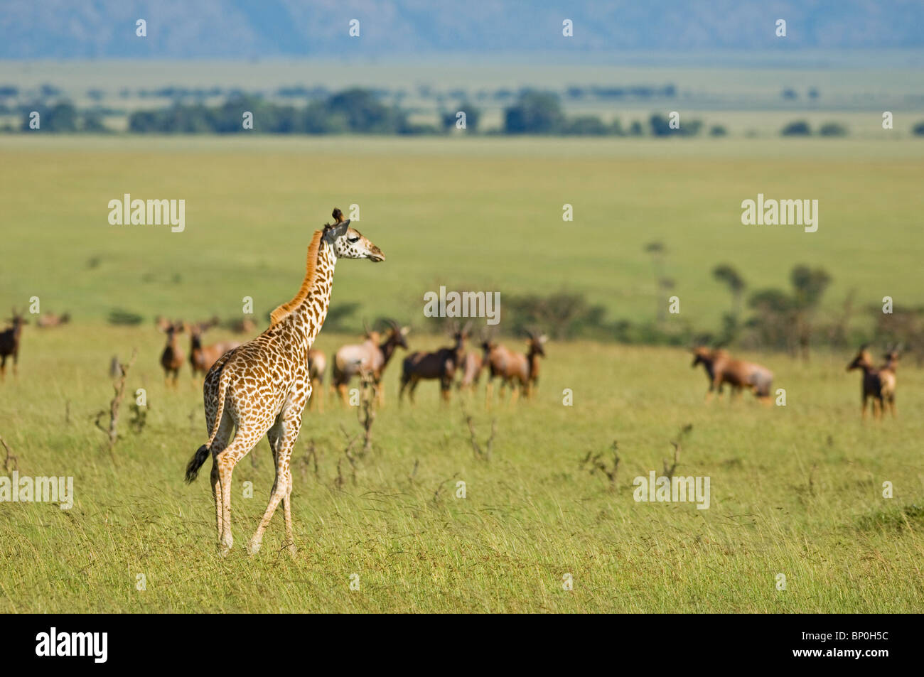 Kenia Masai Mara. Un giovane Masai giraffe si affaccia sulla pianura. Foto Stock