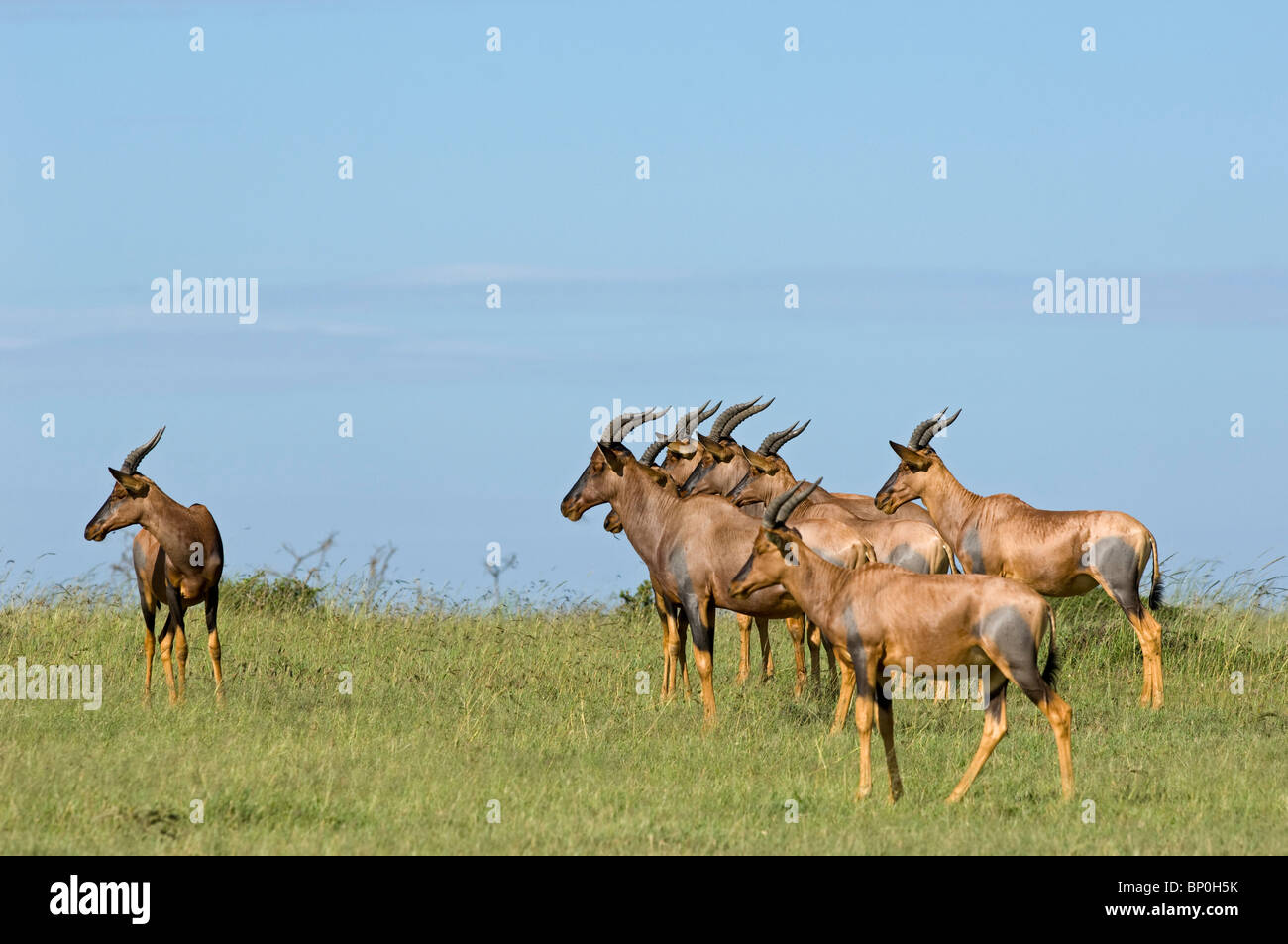 Kenia Masai Mara. Una mandria di topi. Foto Stock