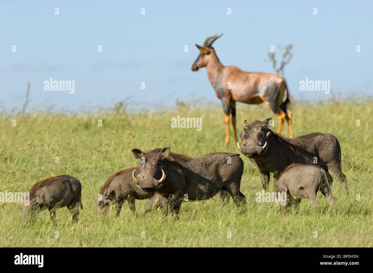 Kenia Masai Mara. Una famiglia di facoceri radice nel prato davanti a topi. Foto Stock