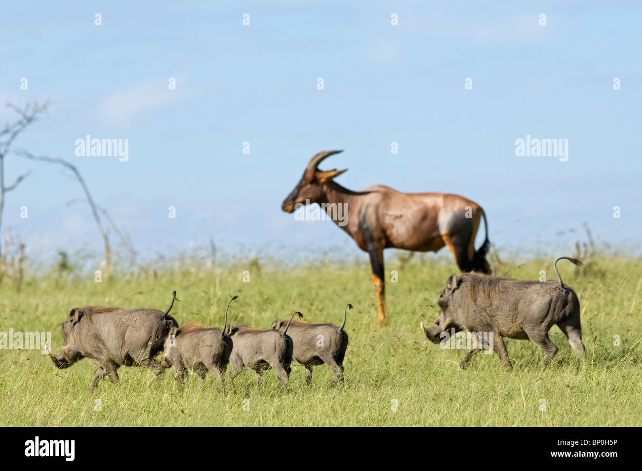 Kenia Masai Mara. Una famiglia di facoceri radice nel prato davanti a topi. Foto Stock
