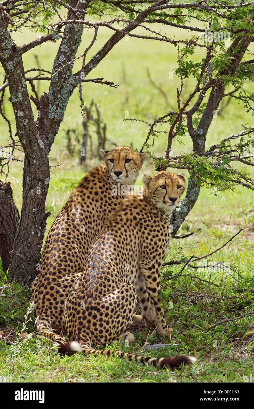 Kenia Masai Mara. Una coppia di ghepardo si affaccia sulla pianura dall ombra di una boccola di acacia. Foto Stock