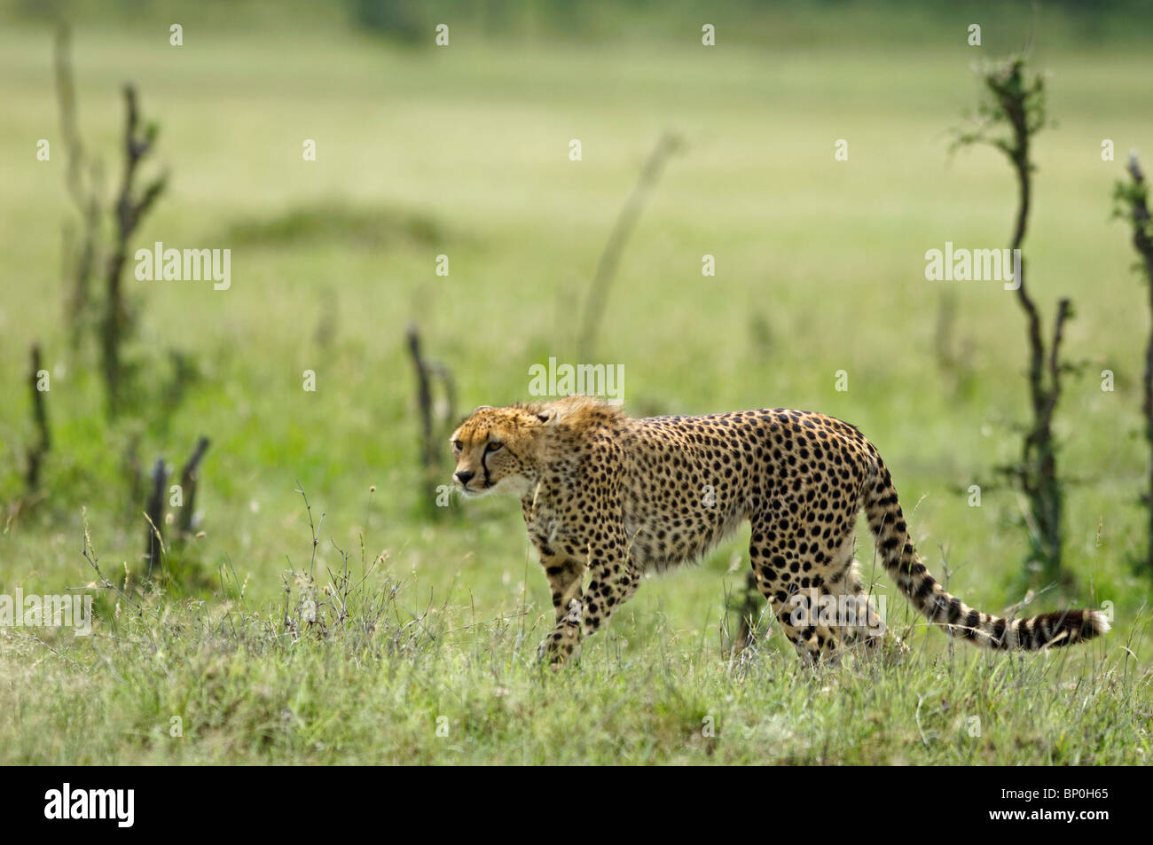 Kenia Masai Mara. Un ghepardo veglia sulla sua pianura. Foto Stock