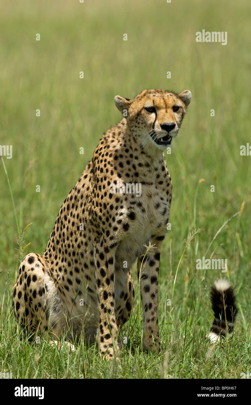 Kenia Masai Mara. Un ghepardo veglia sulla sua pianura. Foto Stock