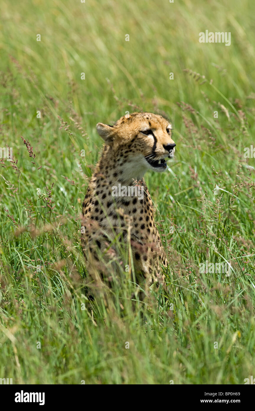 Kenia Masai Mara. Un ghepardo veglia sulla sua pianura. Foto Stock