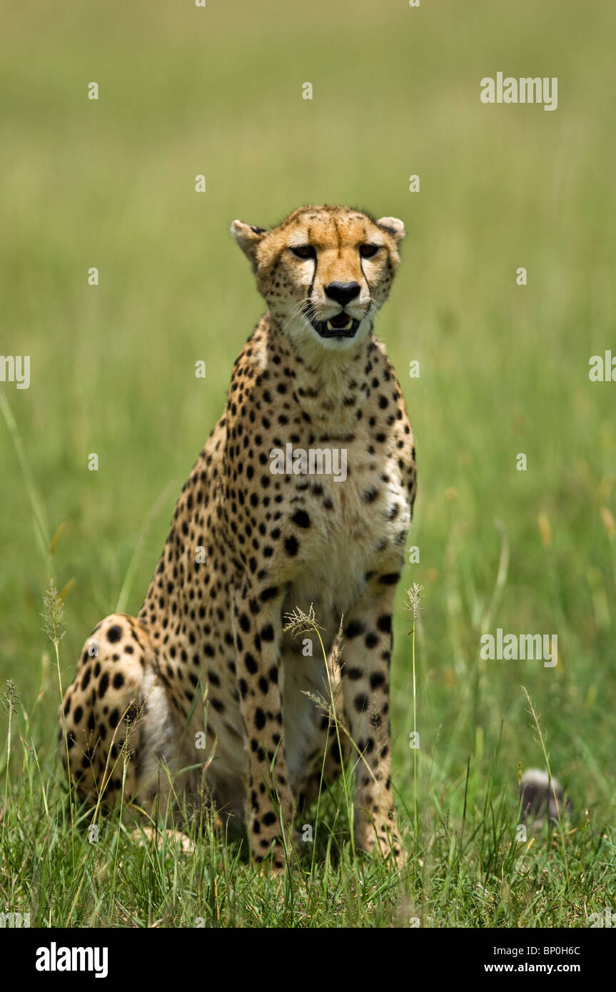 Kenia Masai Mara. Un ghepardo veglia sulla sua pianura. Foto Stock