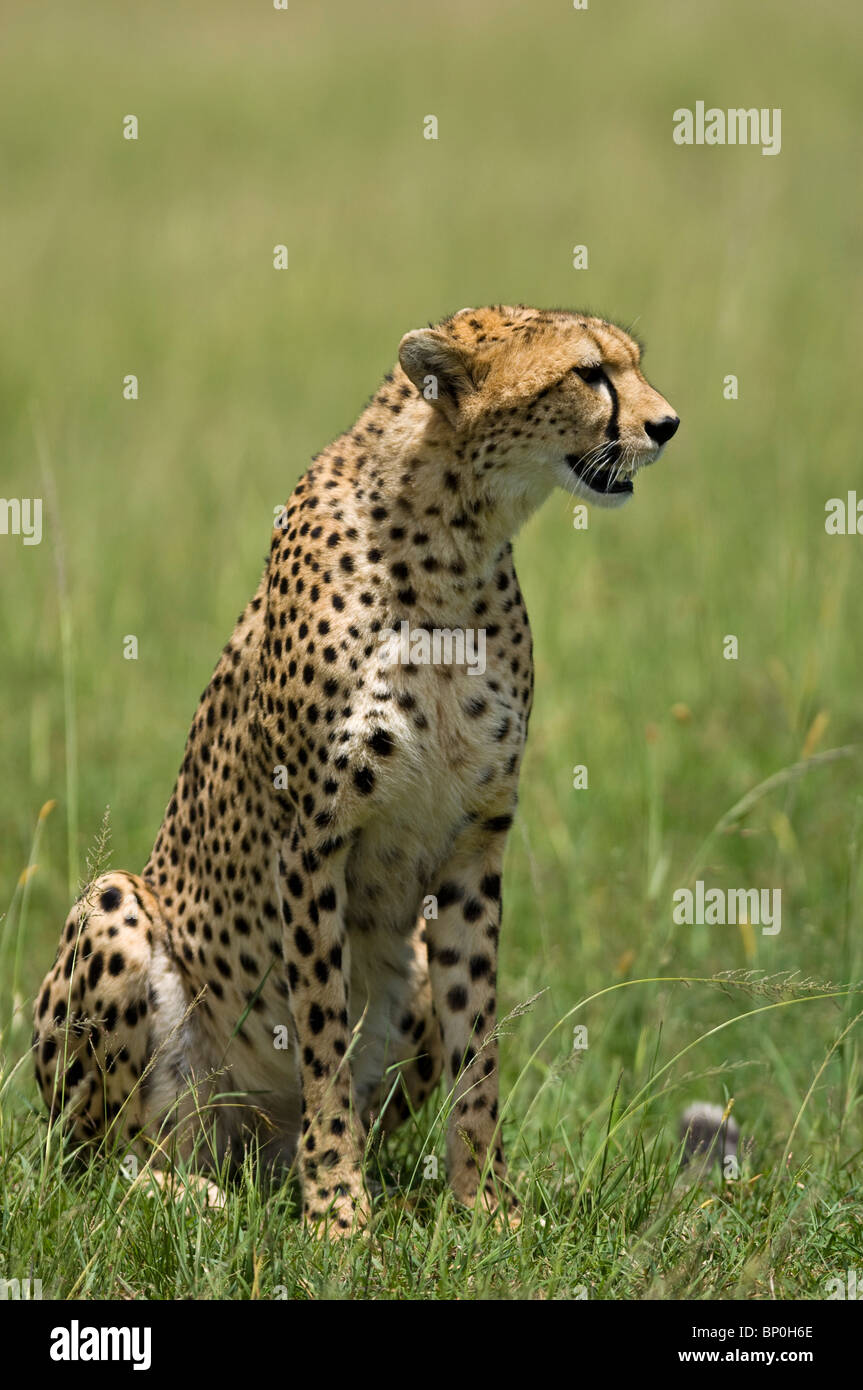 Kenia Masai Mara. Un ghepardo veglia sulla sua pianura. Foto Stock