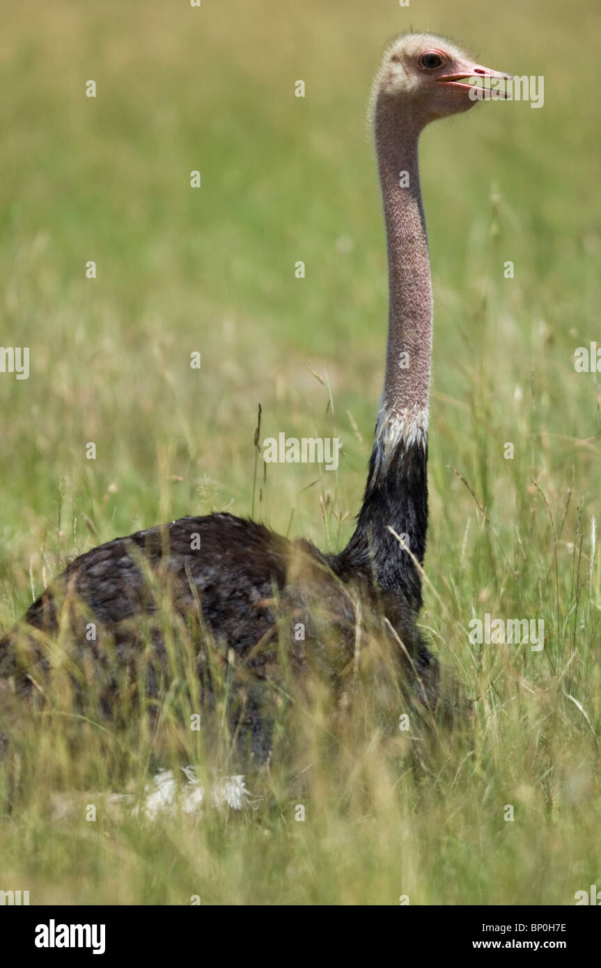 Kenia Masai Mara. Un maschio di struzzo siede sulle uova in erba lunga della pianura. Foto Stock