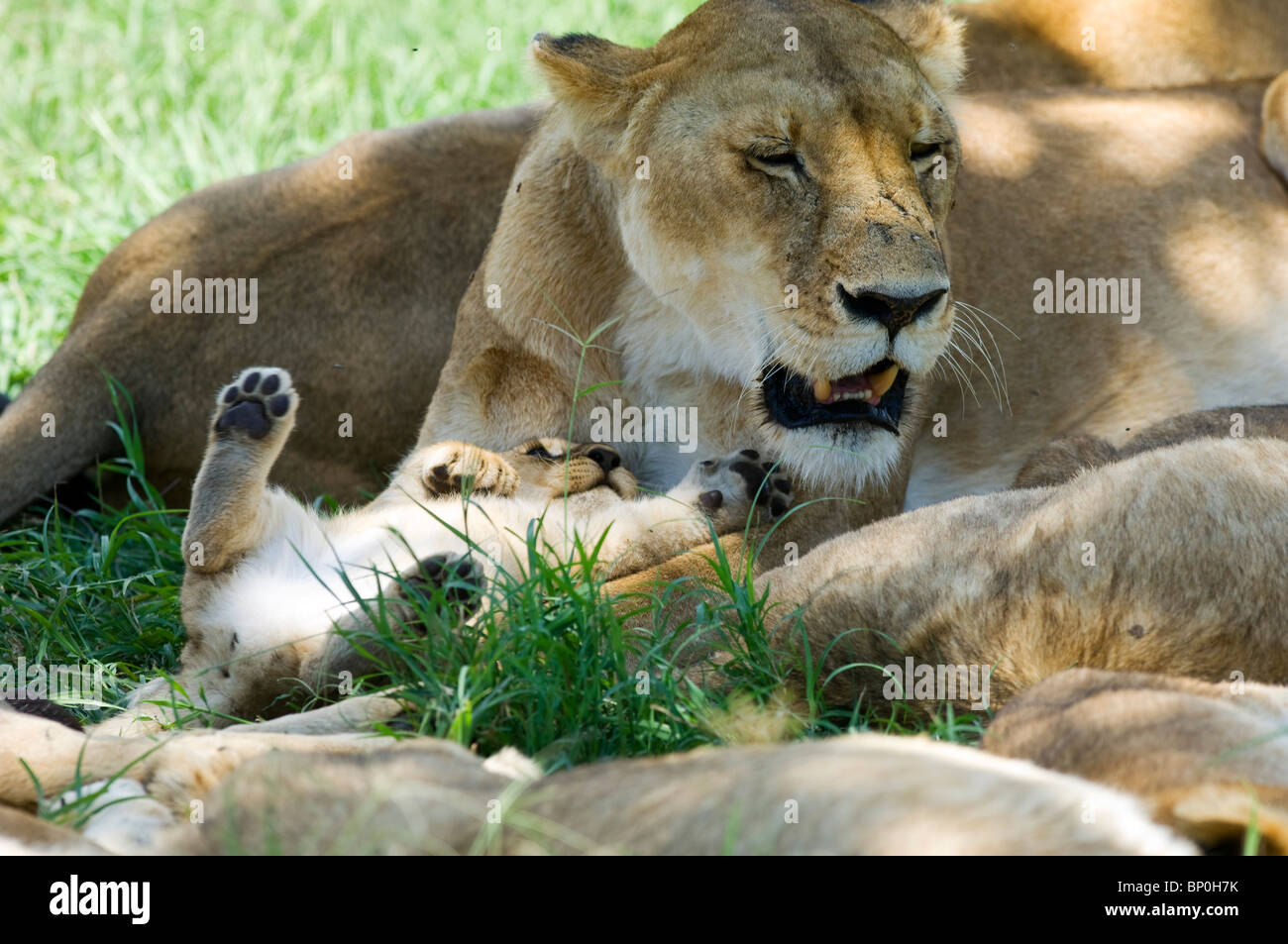 Kenia Masai Mara. Un LION CUB zampe di sua madre come faccia si riposa all'ombra di un albero a mezzogiorno. Foto Stock