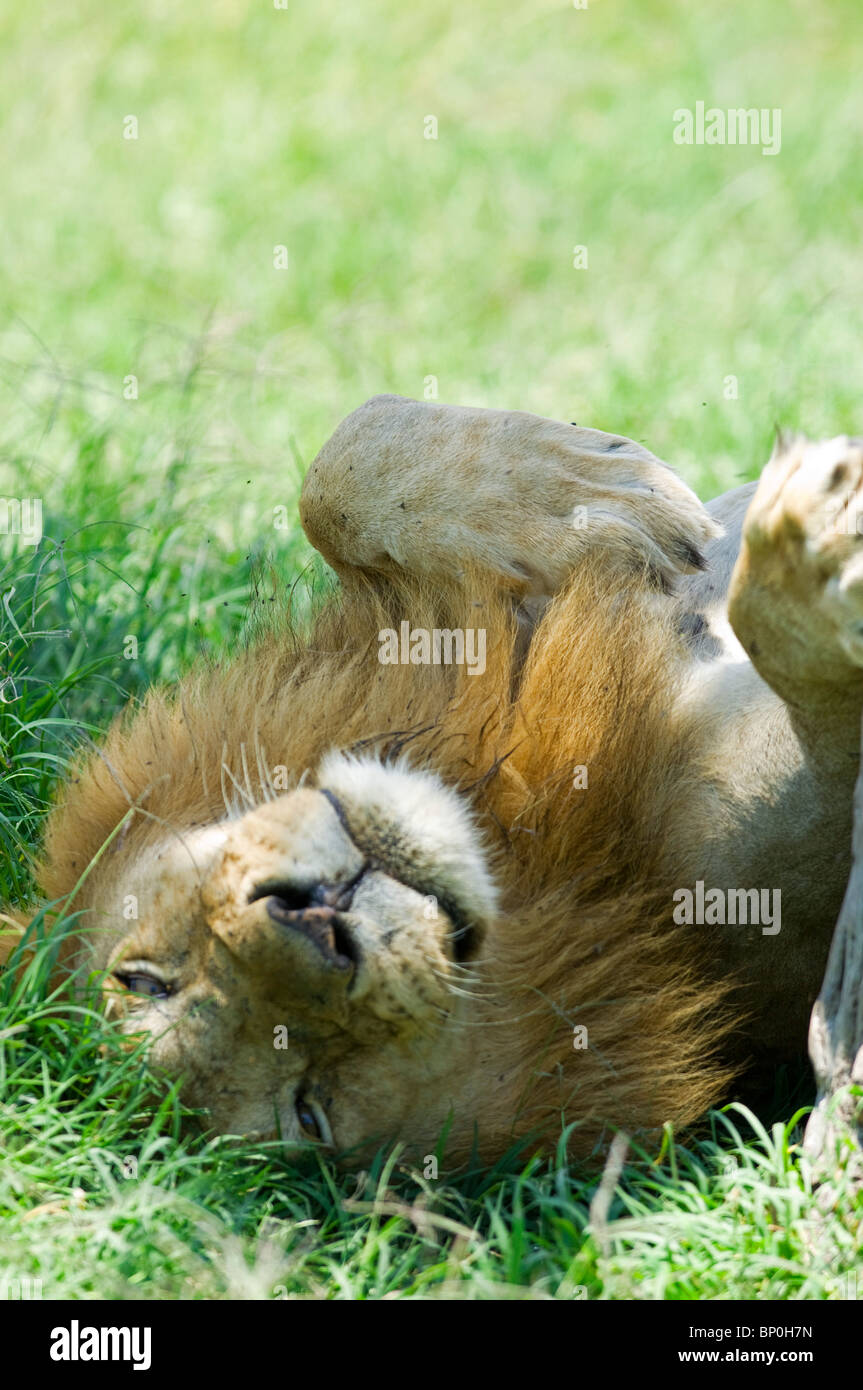 Kenia Masai Mara. Un maschio di leone si appoggia all'ombra a mezzogiorno. Foto Stock