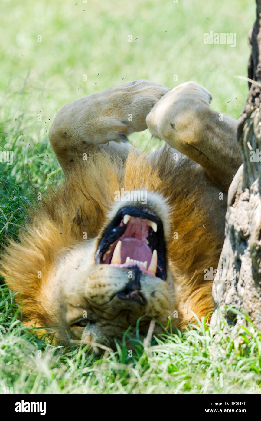 Kenia Masai Mara. Un maschio di leone si appoggia all'ombra a mezzogiorno. Foto Stock